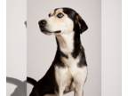 Huskies Mix DOG FOR ADOPTION RGADN-1179236 - Cash - Husky / Mixed (medium coat)
