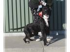 Staffordshire Bull Terrier Mix DOG FOR ADOPTION RGADN-1179241 - PRINCE -