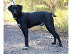 Labrador Retriever Mix DOG FOR ADOPTION RGADN-1179254 - 231807 Gunner - Labrador