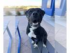 Staffordshire Bull Terrier Mix DOG FOR ADOPTION RGADN-1179278 - BUBBA DUTCH -