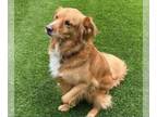 Golden Retriever Mix DOG FOR ADOPTION RGADN-1179289 - Langston - Golden