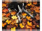 Sheprador DOG FOR ADOPTION RGADN-1179327 - Abby - Labrador Retriever /