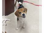 Pomeagle DOG FOR ADOPTION RGADN-1179339 - Kai - Beagle / Pomeranian / Mixed