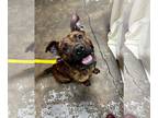 American Pit Bull Terrier Mix DOG FOR ADOPTION RGADN-1179344 - Penny - Pit Bull