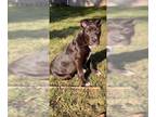 American Pit Bull Terrier Mix DOG FOR ADOPTION RGADN-1179345 - Dallas - Pit Bull