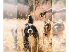 Bernese Mountain Dog DOG FOR ADOPTION RGADN-1179349 - Seamus & Coco - Bernese