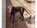 Coonhound-Retriever Mix DOG FOR ADOPTION RGADN-1179388 - Rain - Coonhound /