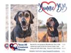 Bloodhound DOG FOR ADOPTION RGADN-1179400 - Bonnie B - Bloodhound (short coat)