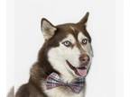 Siberian Husky DOG FOR ADOPTION RGADN-1179488 - DJ - Siberian Husky (medium