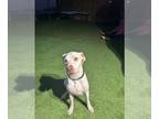 Labrador Retriever Mix DOG FOR ADOPTION RGADN-1179492 - Poppy - Labrador