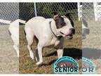 American Pit Bull Terrier DOG FOR ADOPTION RGADN-1179497 - 2311-1566 Aubrie -