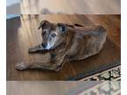 Labrador Retriever Mix DOG FOR ADOPTION RGADN-1179509 - Taylor Sniffed -
