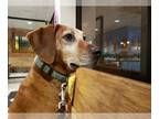 Redbone Coonhound Mix DOG FOR ADOPTION RGADN-1179538 - Hank - Redbone Coonhound