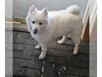 American Eskimo Dog Mix DOG FOR ADOPTION RGADN-1179546 - Snowflake - American