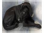 Labrador Retriever Mix DOG FOR ADOPTION RGADN-1179553 - BILLY - Labrador