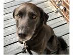 Labrador Retriever Mix DOG FOR ADOPTION RGADN-1179562 - WONDER (COURTESY POST) -
