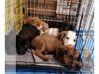 Collie-Labrador Retriever Mix DOG FOR ADOPTION RGADN-1179568 - Zaiden - Collie /