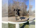 Huskies -Labrador Retriever Mix DOG FOR ADOPTION RGADN-1179588 - Orion - Husky /
