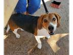 Beagle DOG FOR ADOPTION RGADN-1179604 - Bluey - Beagle (short coat) Dog For