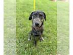 Labrador Retriever-Mountain Cur Mix DOG FOR ADOPTION RGADN-1179610 - Canis -