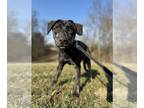 Labrador Retriever-Mountain Cur Mix DOG FOR ADOPTION RGADN-1179610 - Canis -