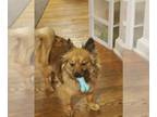 Pomeranian Mix DOG FOR ADOPTION RGADN-1179623 - CARRIE (COURTESY POST) -