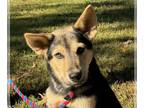 Huskies Mix DOG FOR ADOPTION RGADN-1179631 - Yoda - Husky / Shepherd / Mixed