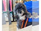 Poodle (Toy) Mix DOG FOR ADOPTION RGADN-1179634 - FARLEY - Poodle (Toy) / Mixed