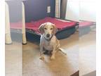 Beagle DOG FOR ADOPTION RGADN-1179653 - Beau - Beagle Dog For Adoption