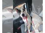 American Staffordshire Terrier-Feist Terrier Mix DOG FOR ADOPTION RGADN-1179658