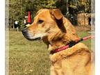 Carolina Dog Mix DOG FOR ADOPTION RGADN-1179662 - Butter Lower fee! Video!!