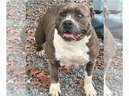 American Pit Bull Terrier DOG FOR ADOPTION RGADN-1179683 - Angel: Not at shelter