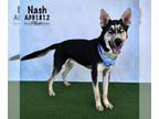 Siberian Husky Mix DOG FOR ADOPTION RGADN-1179692 - NASH - Siberian Husky /