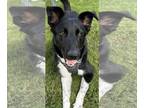 German Shepherd Dog-Great Pyrenees Mix DOG FOR ADOPTION RGADN-1179694 - RJ