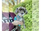 ShihPoo DOG FOR ADOPTION RGADN-1179699 - *Bonejangles Bones - Poodle (Toy) /