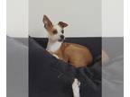 Jack-A-Bee DOG FOR ADOPTION RGADN-1179706 - Hella - Jack Russell Terrier /