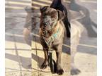 Chinese Shar-Pei DOG FOR ADOPTION RGADN-1179716 - Rea - Shar Pei Dog For