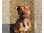 American Pit Bull Terrier-Chinese Shar-Pei Mix DOG FOR ADOPTION RGADN-1179718 -