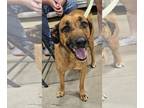 Retriever Mix DOG FOR ADOPTION RGADN-1179741 - Tropi-Callie - Shepherd /