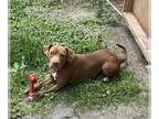 American Pit Bull Terrier Mix DOG FOR ADOPTION RGADN-1179748 - Jane - Pit Bull