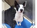 Collie Mix DOG FOR ADOPTION RGADN-1179767 - Noah-$75 Adoption Fee! Diamond Dog!
