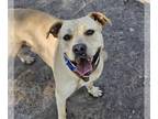 Black Mouth Cur Mix DOG FOR ADOPTION RGADN-1179768 - CANARY - Black Mouth Cur /