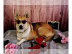 Pembroke Welsh Corgi Mix DOG FOR ADOPTION RGADN-1179772 - Shae - Shepherd /