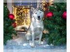 Siberian Husky DOG FOR ADOPTION RGADN-1179792 - LONDON - Siberian Husky (medium