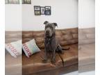 Great Dane Mix DOG FOR ADOPTION RGADN-1179796 - Orion - Cane Corso Mastiff /
