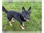 German Shepherd Dog Mix DOG FOR ADOPTION RGADN-1179830 - JUMANJI - German
