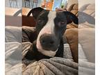 American Pit Bull Terrier Mix DOG FOR ADOPTION RGADN-1179880 - Midnight -