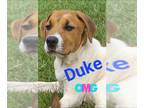 Labrador Retriever Mix DOG FOR ADOPTION RGADN-1179883 - Duke (CL 2023) -