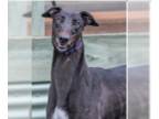 Greyhound DOG FOR ADOPTION RGADN-1179884 - Bill - Greyhound Dog For Adoption