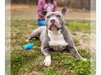 American Pit Bull Terrier Mix DOG FOR ADOPTION RGADN-1179912 - Darla - American